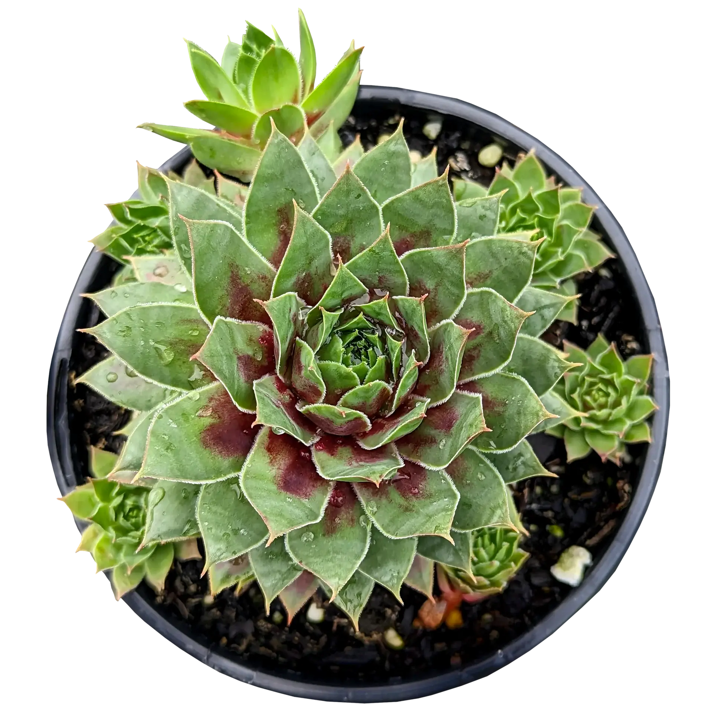 Sempervivum Cranberry Cocktail 125mm