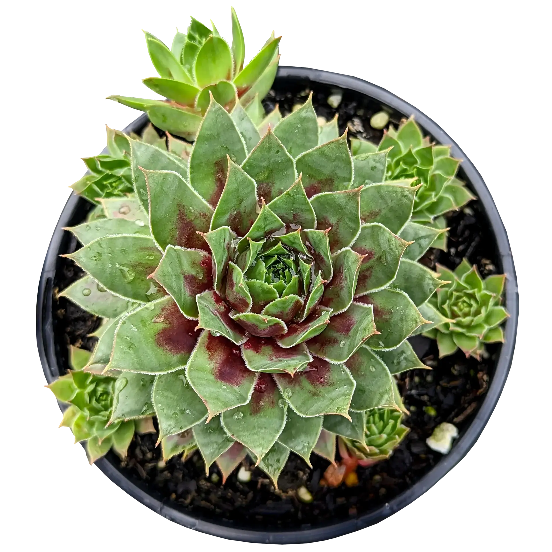 Sempervivum Cranberry Cocktail 125mm
