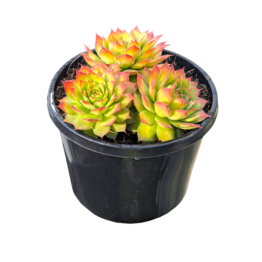 Sempervivum Gold Nugget 125mm