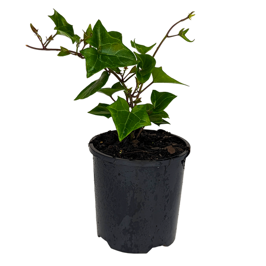 Senecio mikanioides - German Ivy 100mm Green