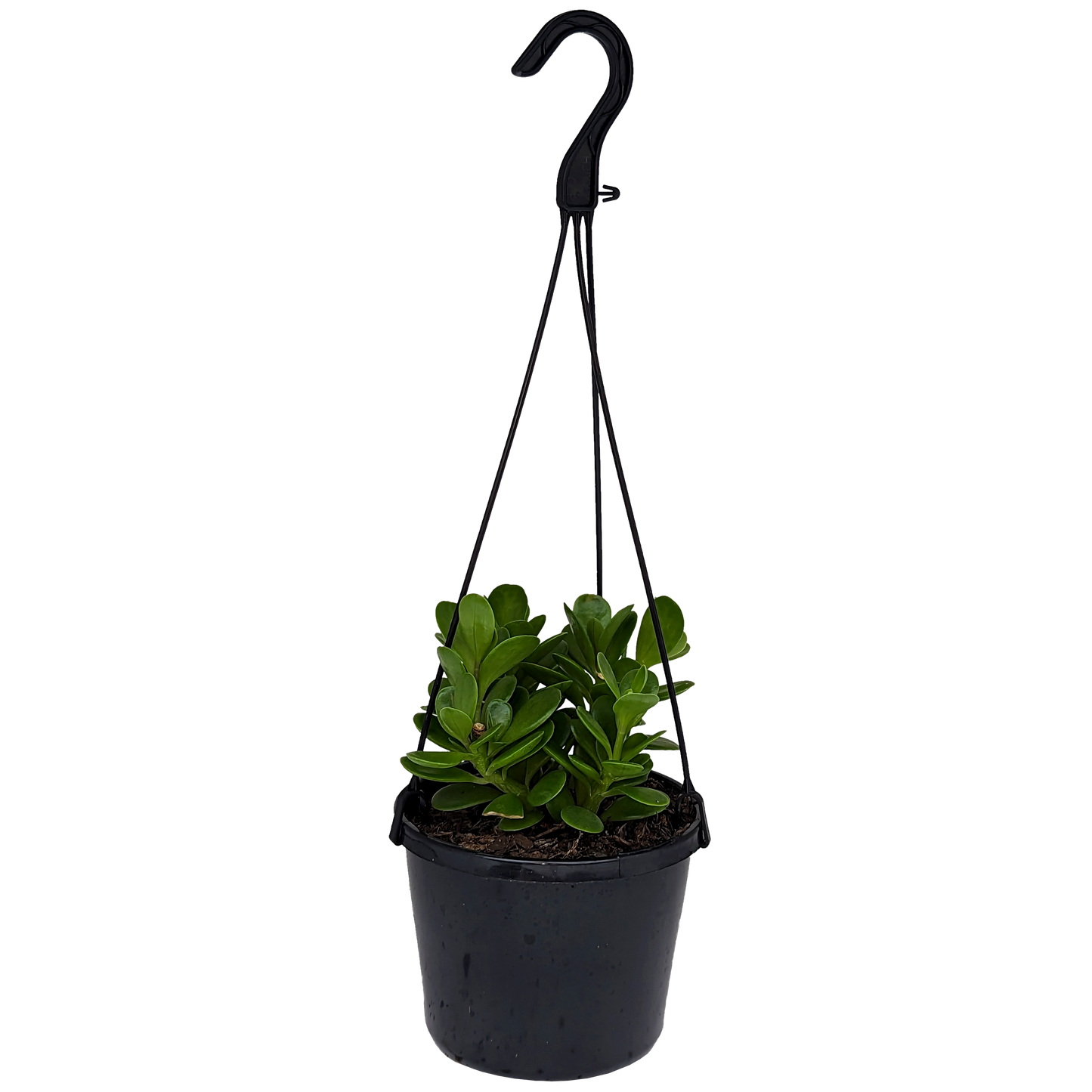 Senecio jacobsenii - Trailing Jade