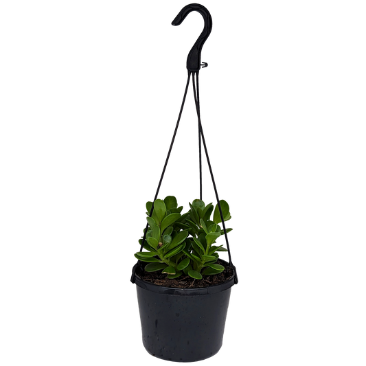 Senecio jacobsenii - Trailing Jade