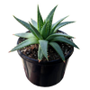 Aloe polyphylla - Spiral Aloe 125mm