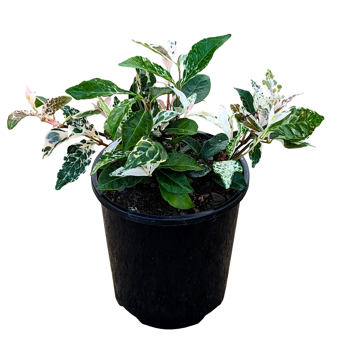 Trachelospermum jasminoides Tricolour - Tricolour Star Jasmine 125mm