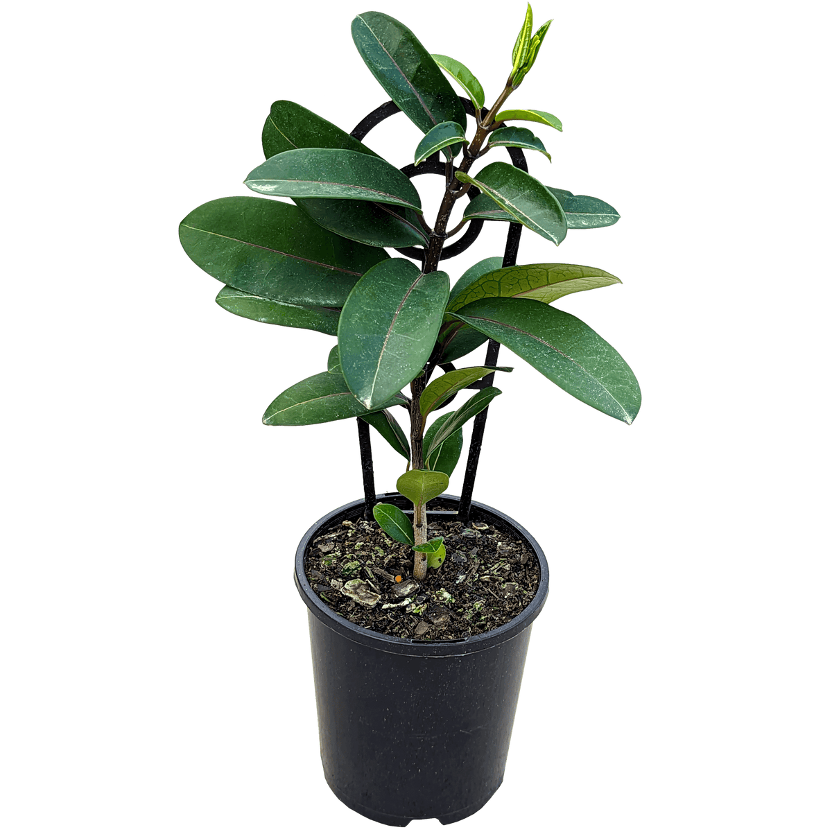 Stephanotis floribunda - Madagascar jasmine 