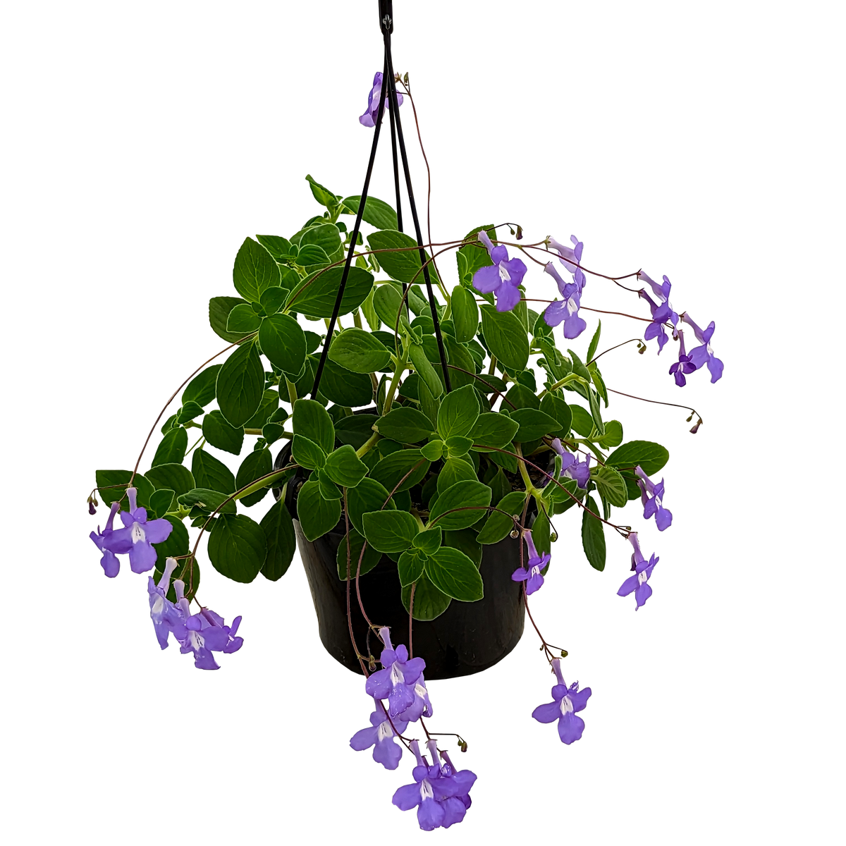 Streptocarpus caulescens - Nodding Violet 155mm