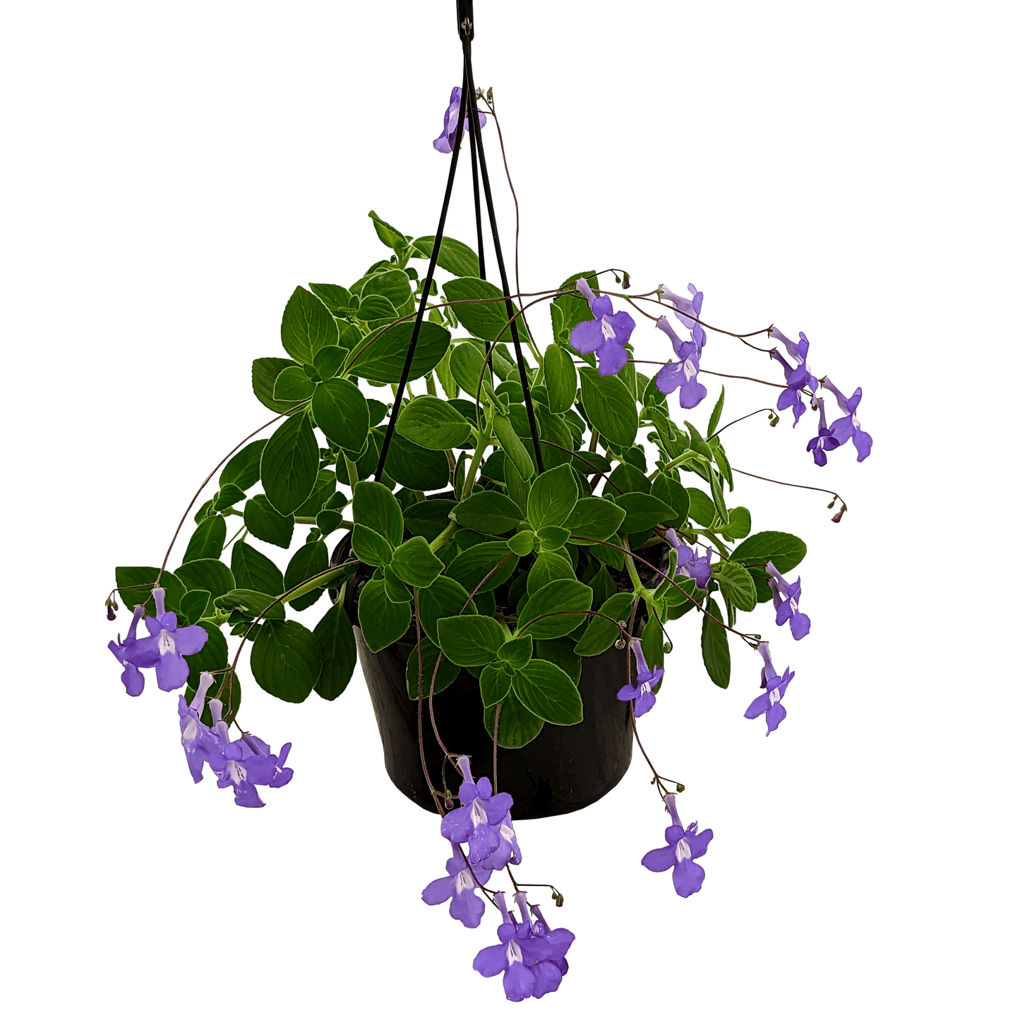 Streptocarpus Caulescens - Nodding Violet 155mm