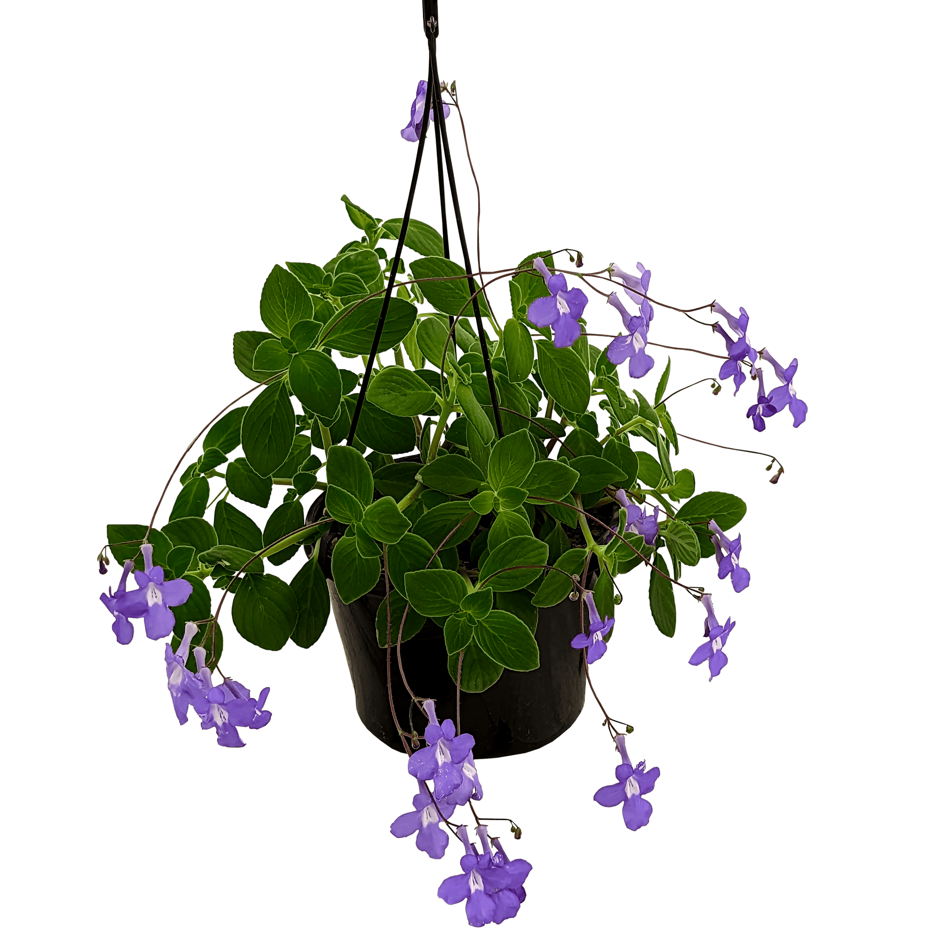 Streptocarpus Caulescens - Nodding Violet 155mm