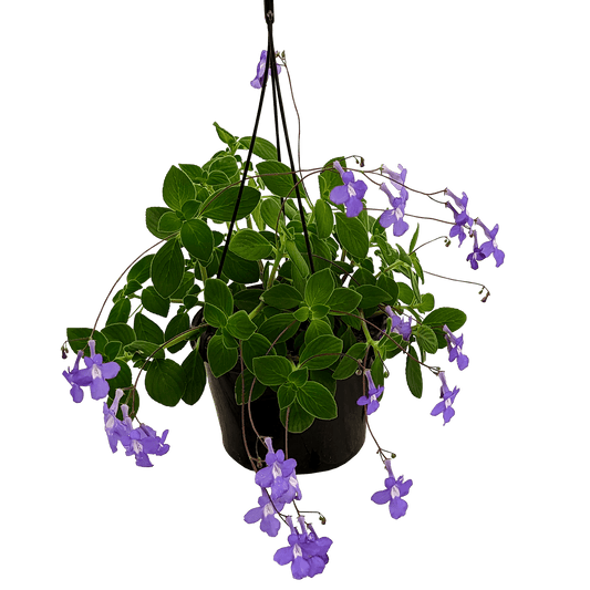 Streptocarpus Caulescens - Nodding Violet 155mm