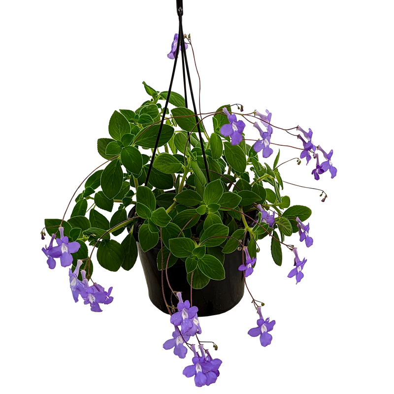 Streptocarpus caulescens - Nodding Violet 155mm