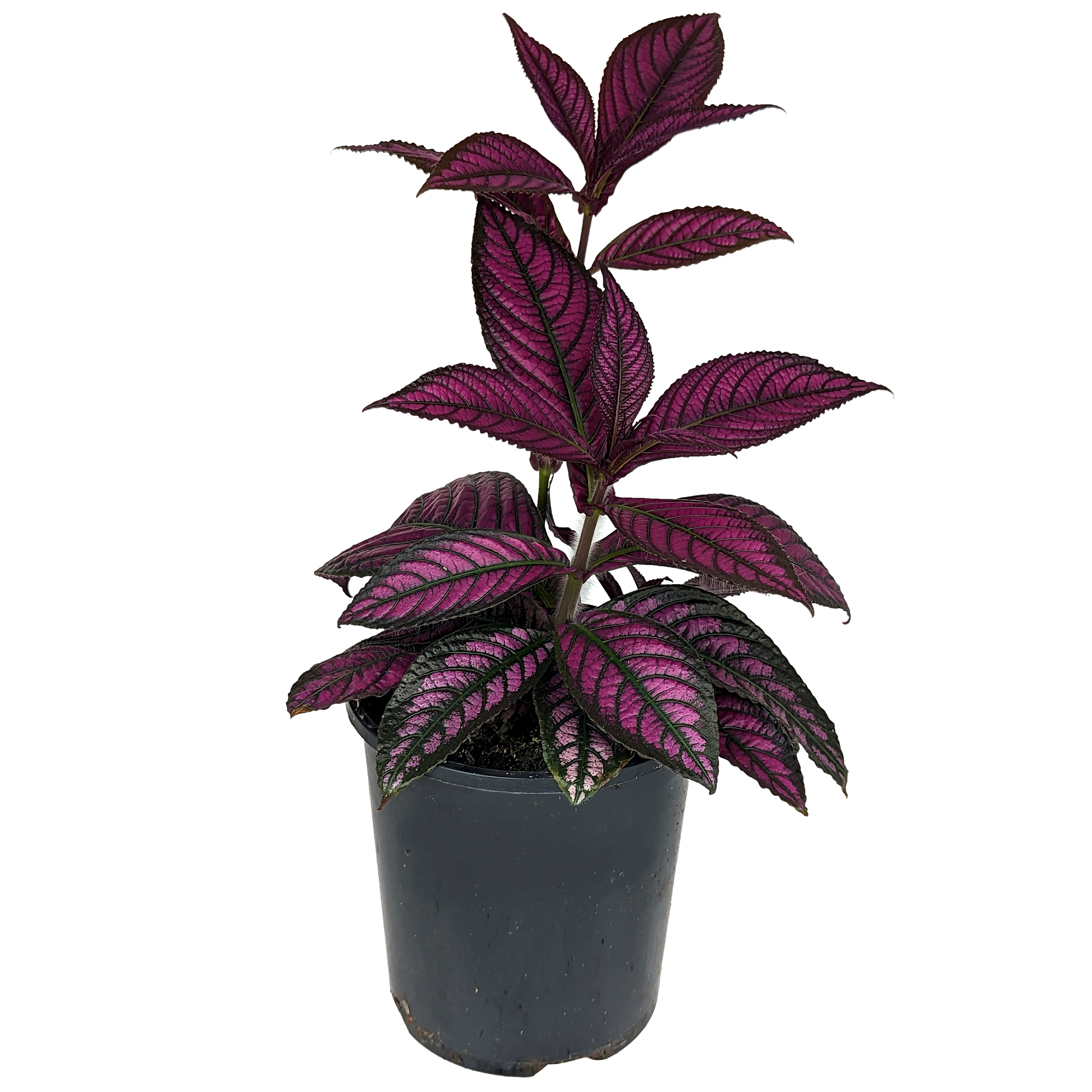 Strobilanthes dyerianus - Persian Shield 125mm