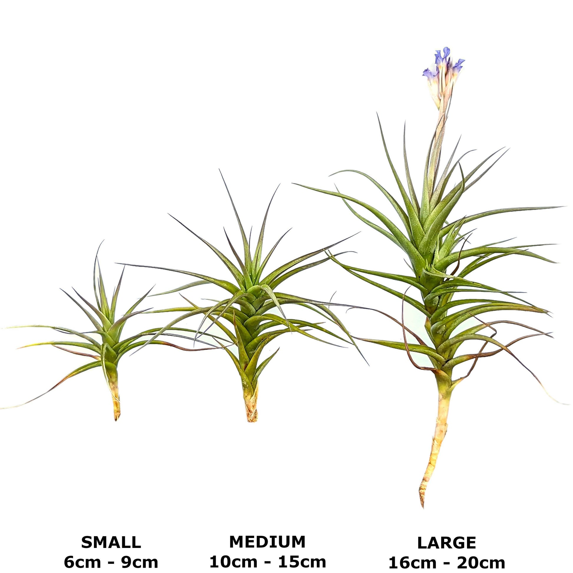 Tillandsia bergeri - Air Plant Small,Medium,Large