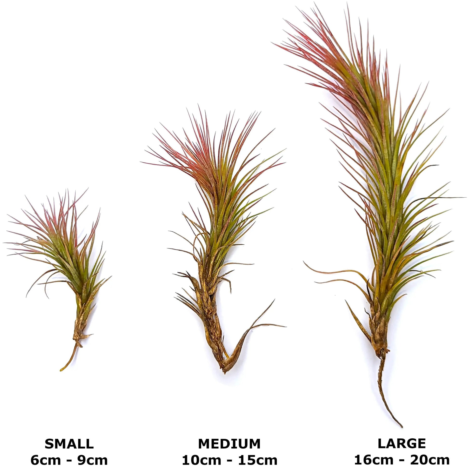 Tillandsia funckiana - Air Plant Small,Medium,Large