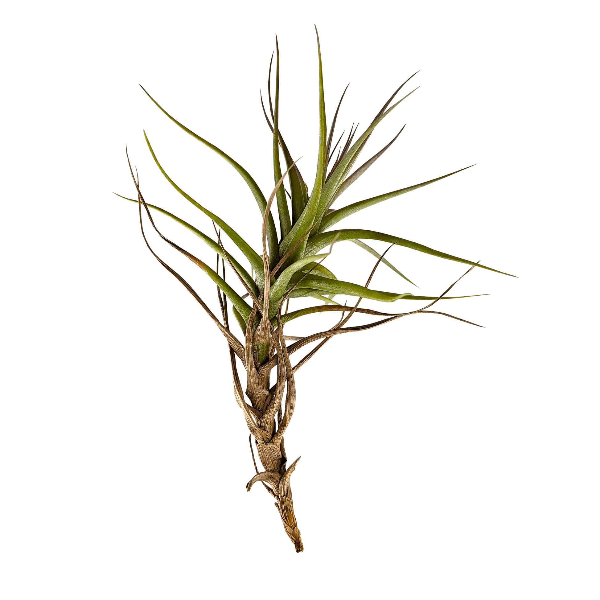 Tillandsia bergeri - Air Plant