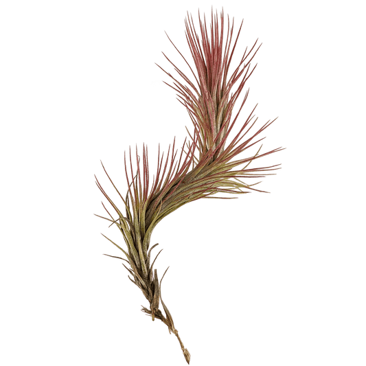 Tillandsia funckiana - Air Plant