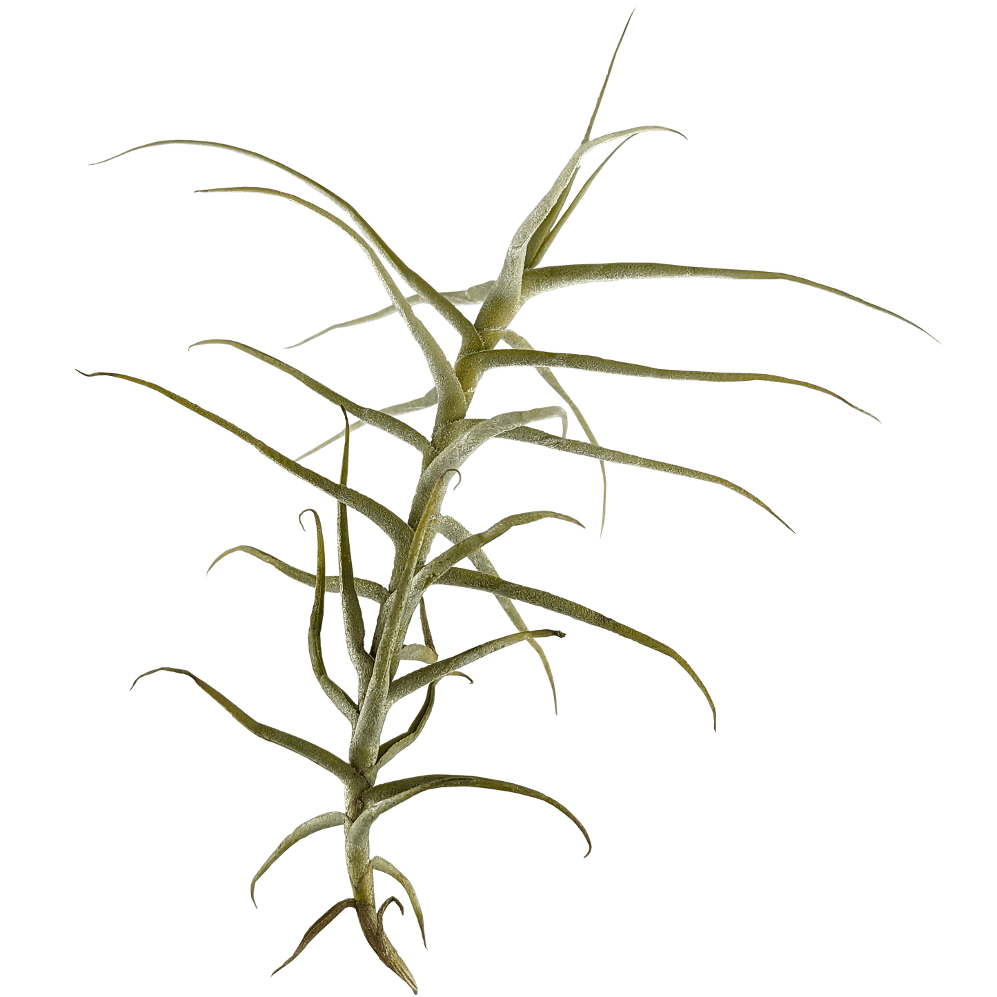 Tillandsia paleacea - Air Plant