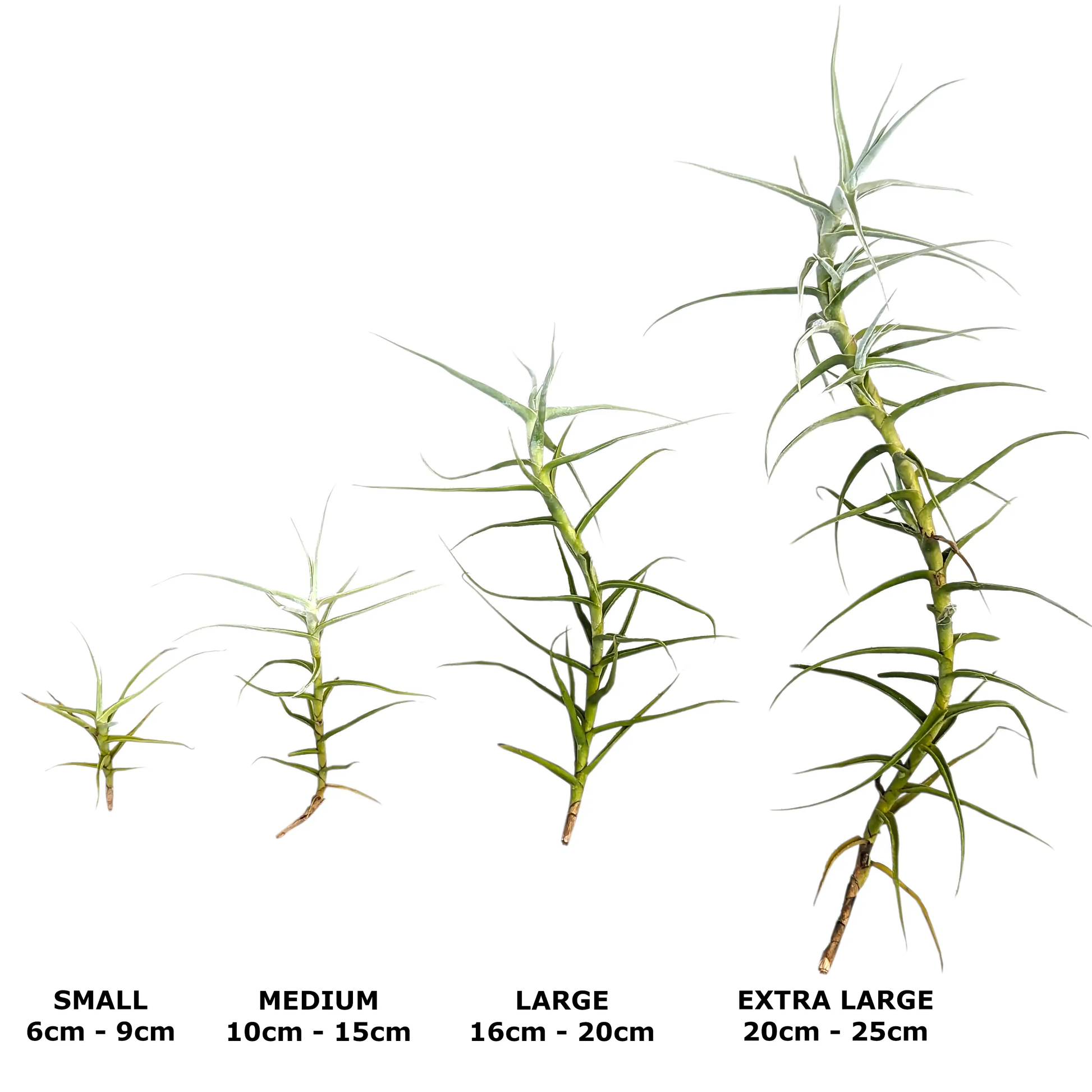 Tillandsia paleacea - Air Plant Small,Medium,Large,Extra Large