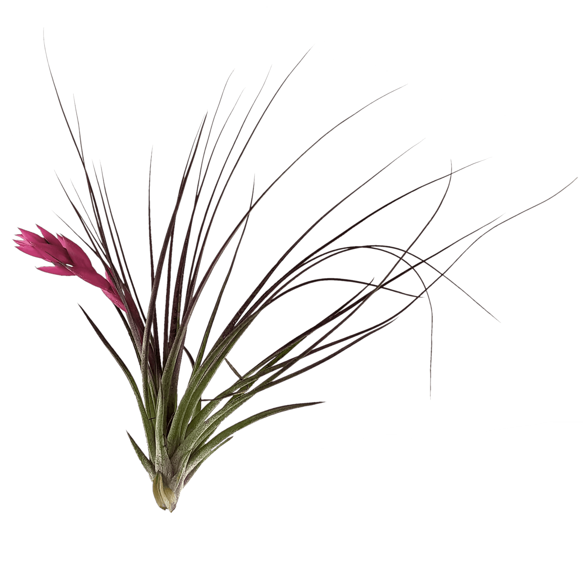 tillandsia stricta air plant Tillandsia stricta - Air Plant - Epiphyte