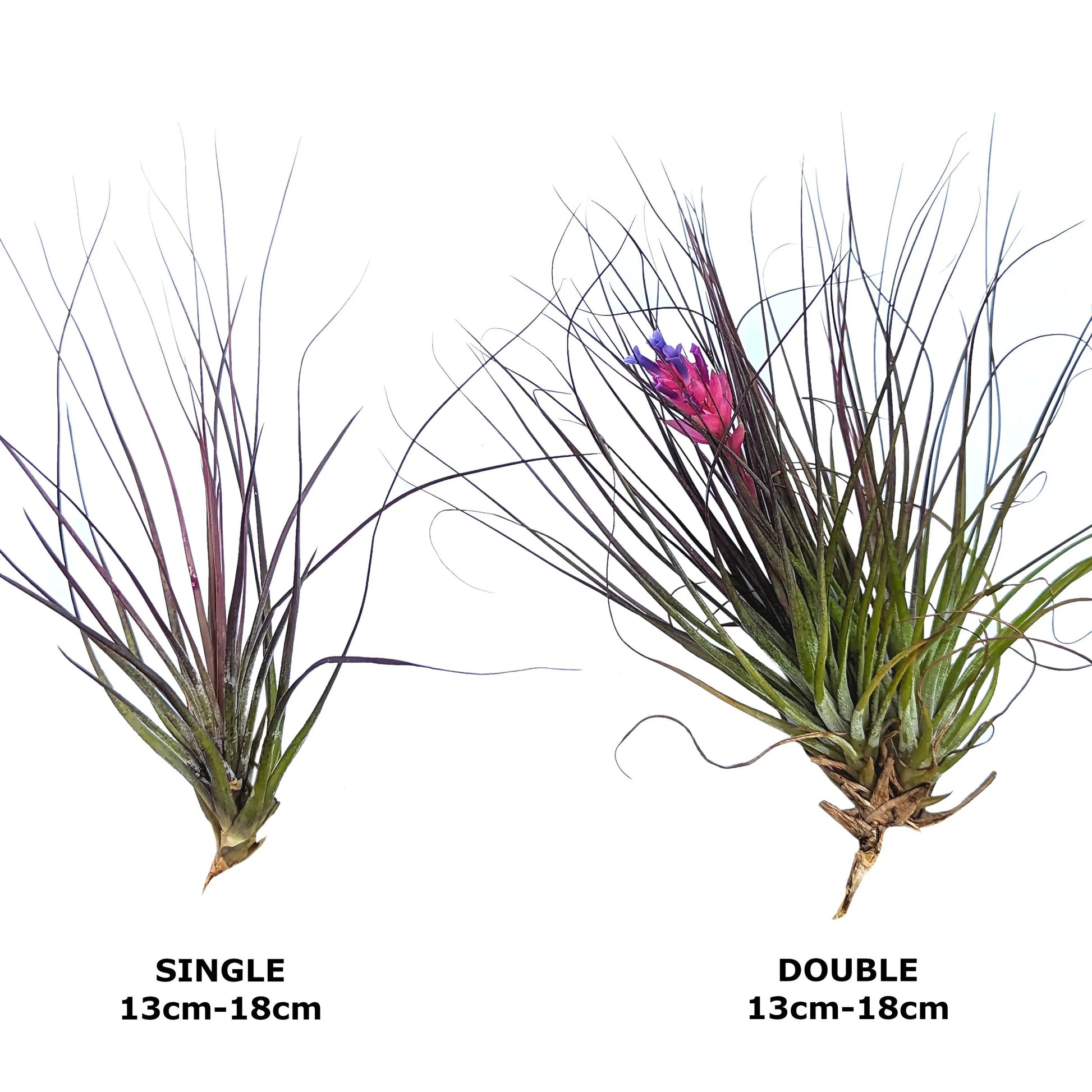 Tillandsia stricta - Air Plant Sizes
