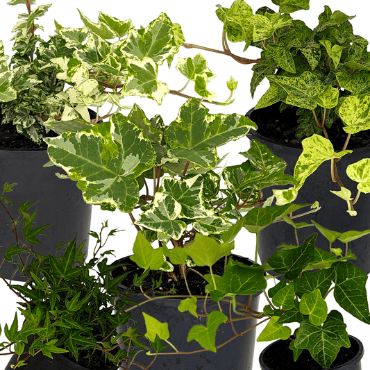 Hedera Helix