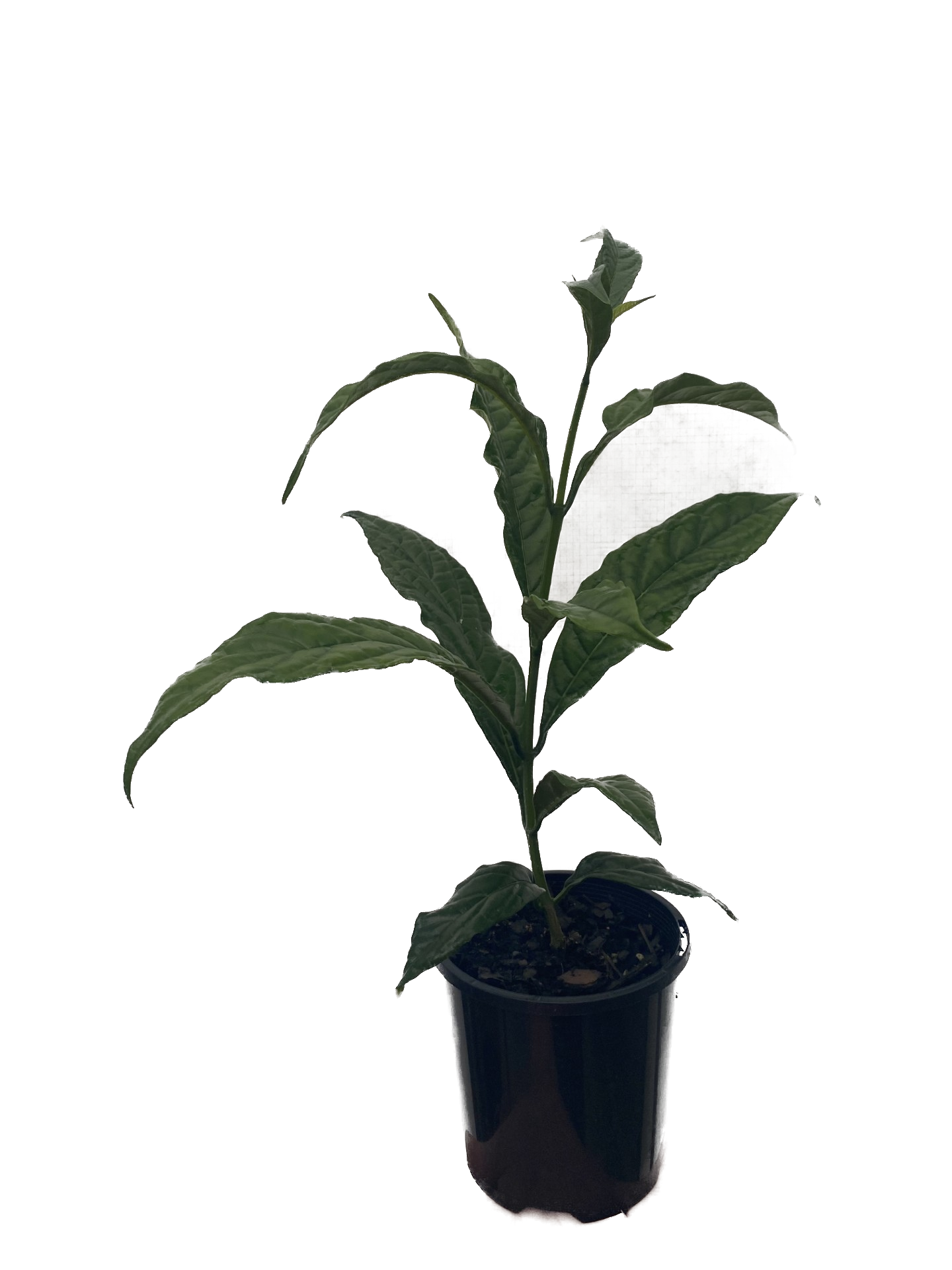 Clerodendrum Wallichii 100mm Side