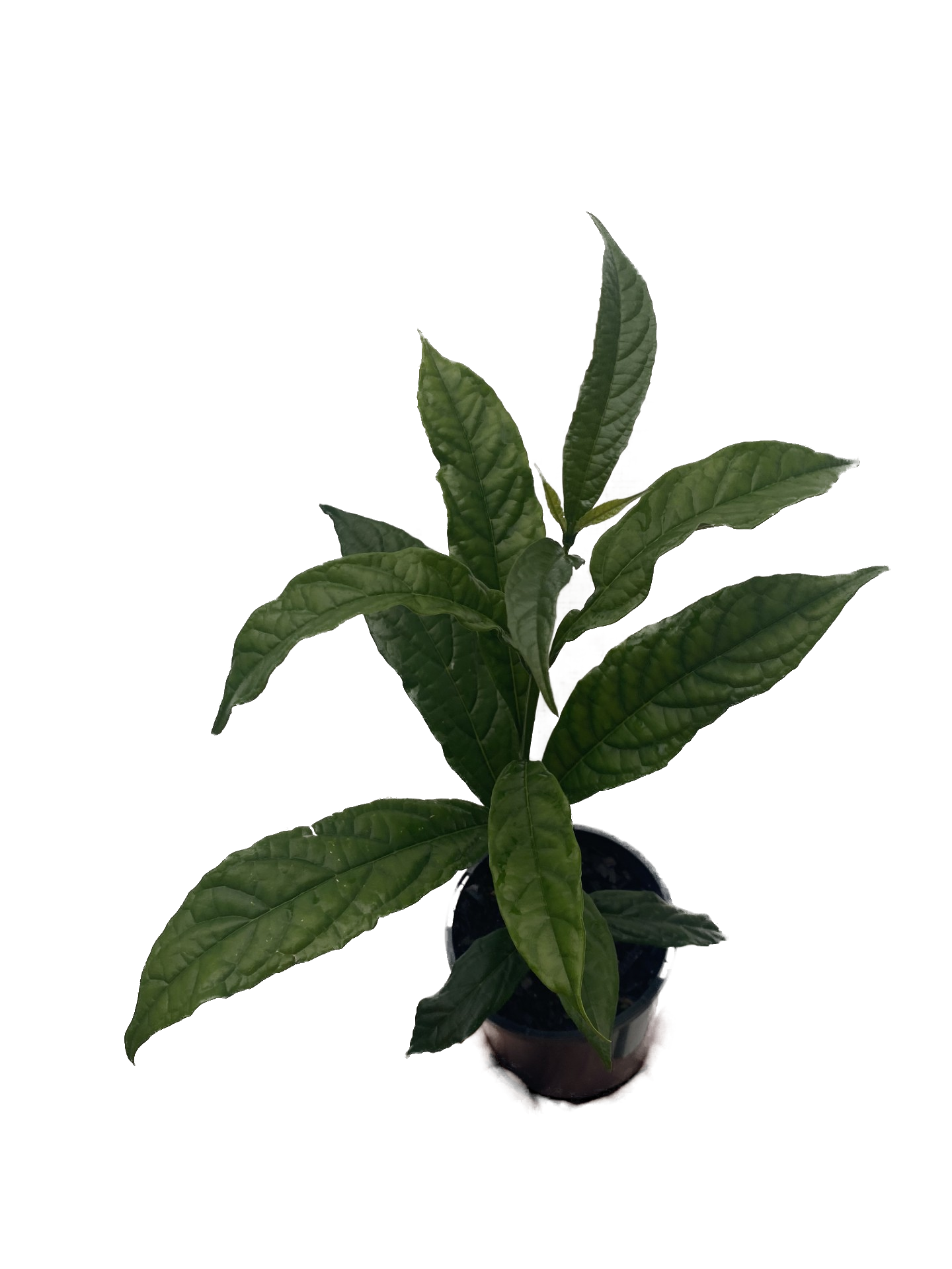 Clerodendrum Wallichii 100mm Top