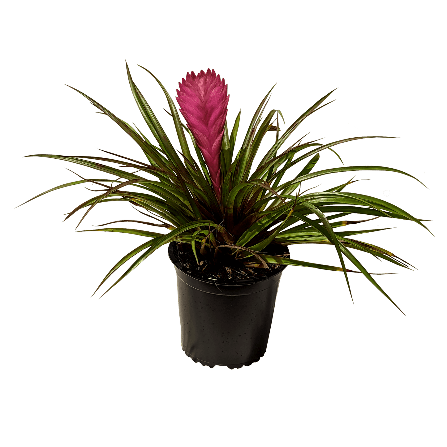 Wallisia lindeni - Pink Quill 130mm,180mm