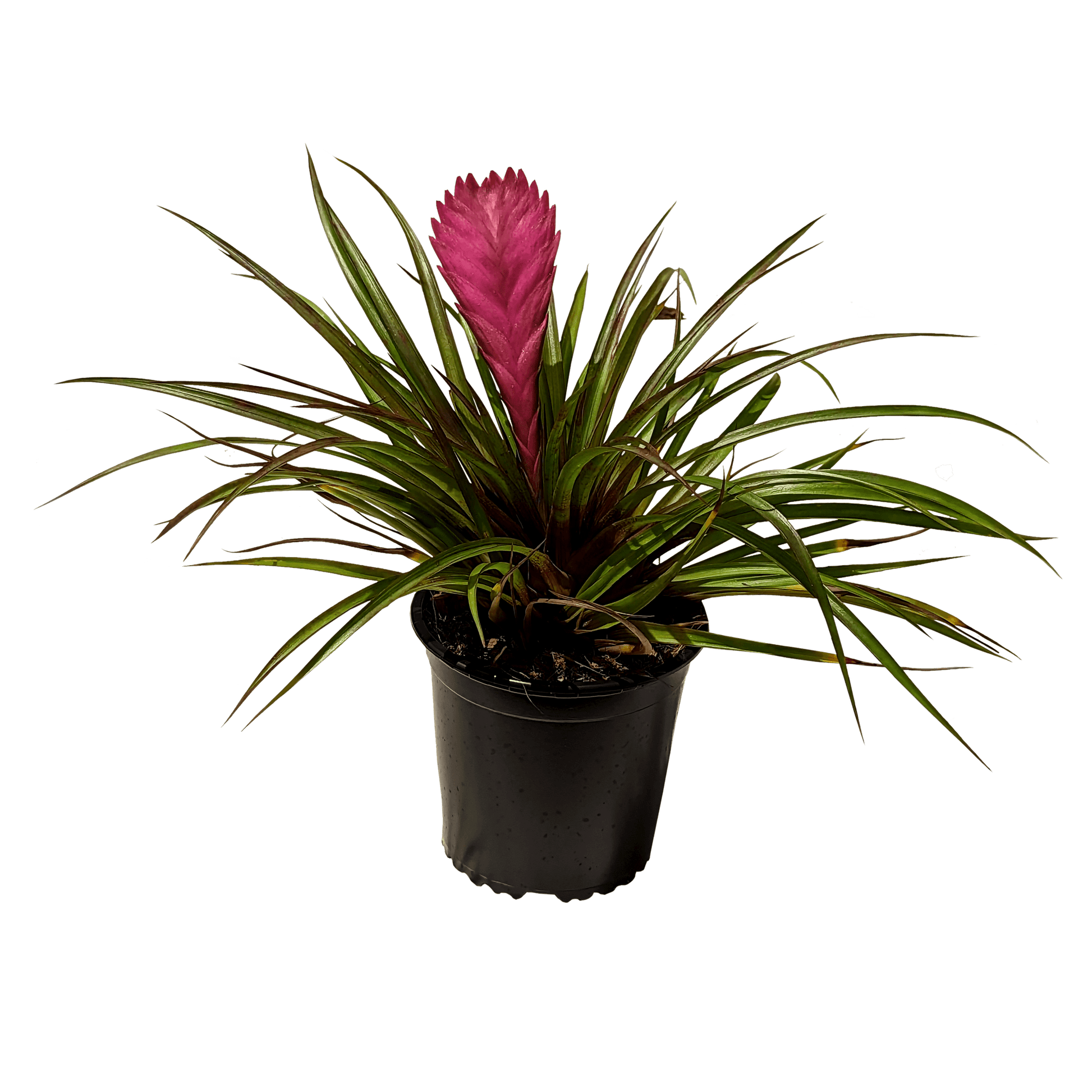 Wallisia lindeni - Pink Quill 130mm,180mm
