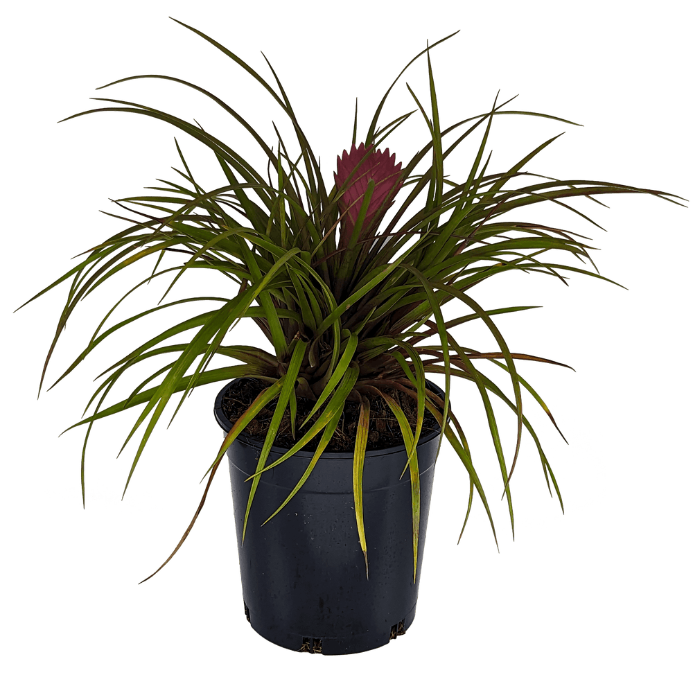 Buy Online Plants Australia Online Plant Shop Our Plant Shop