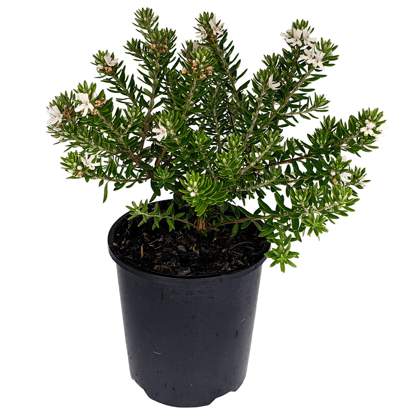 Westringia - Coastal Rosemary 125mm