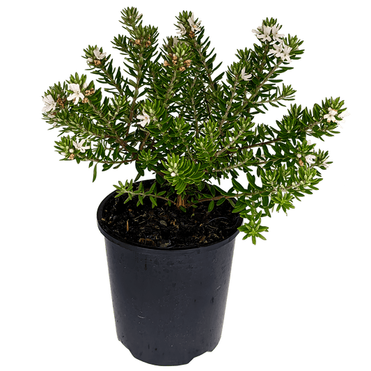 Westringia - Coastal Rosemary 125mm