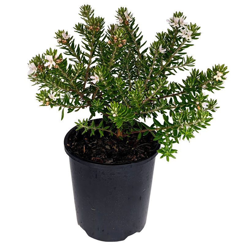 Westringia - Coastal Rosemary 125mm