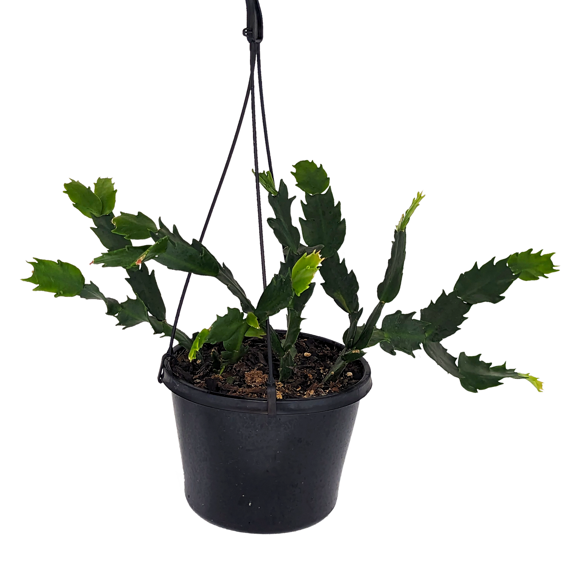 segmented foliage succulent, Zygocactus in hanging basket.