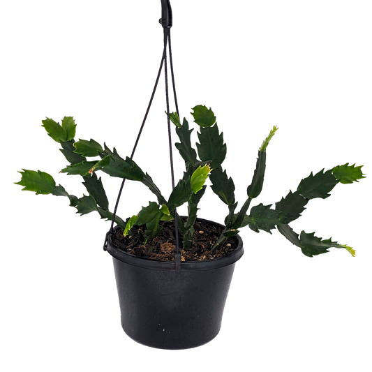 segmented foliage succulent, Zygocactus in hanging basket.