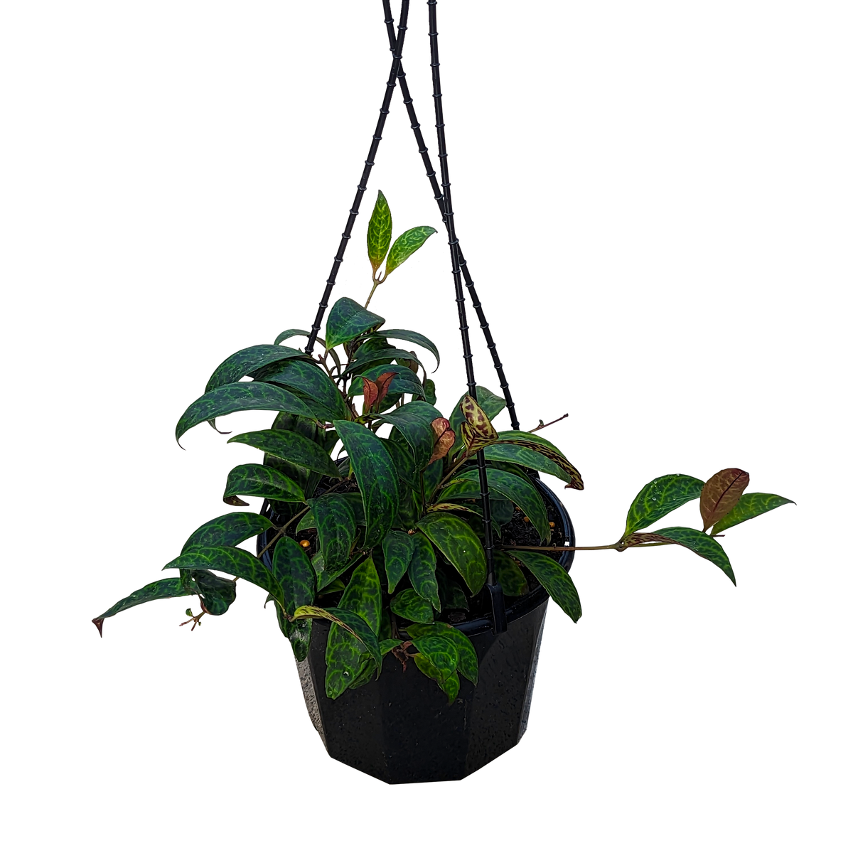 Aeschynanthus marmoratus - Black Pagoda Lipstick Plant 180mm