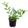 Aeschynanthus radicans - Lipstick Plant