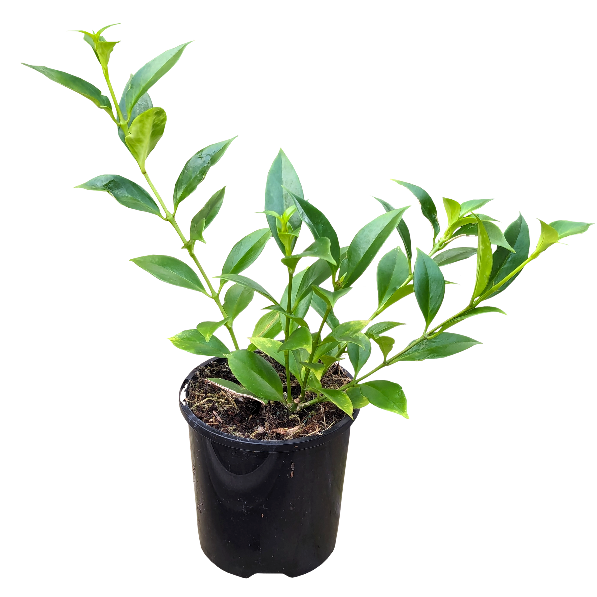 Aeschynanthus radicans Lipstick Plant Our Plant Shop