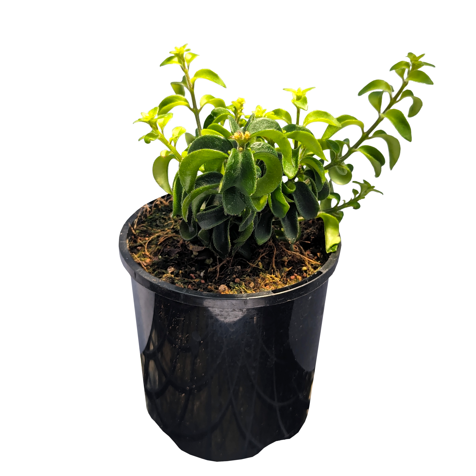 Aeschynanthus radicans 'Twister' Curly Lipstick Plant in 100mm pot