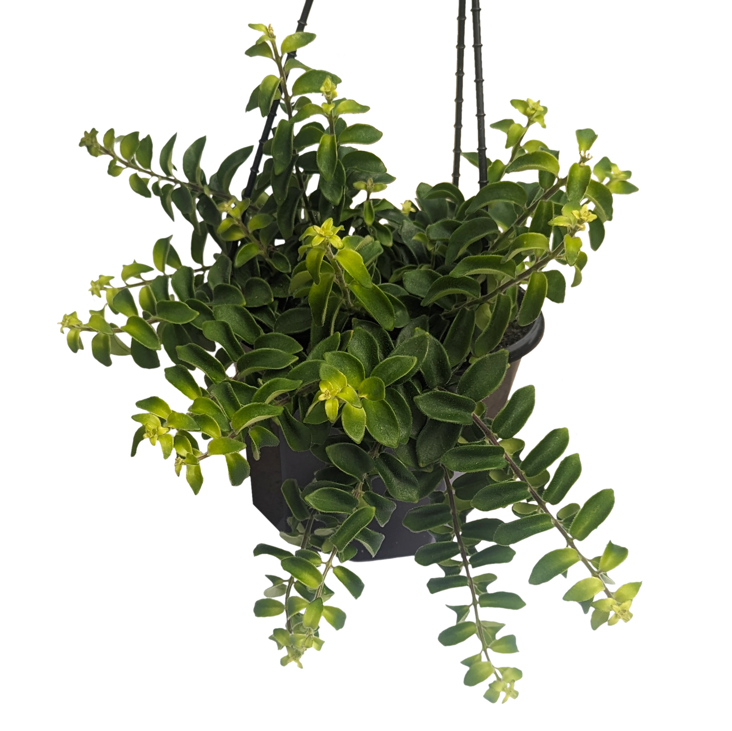 Aeschynanthus Twister 180mm