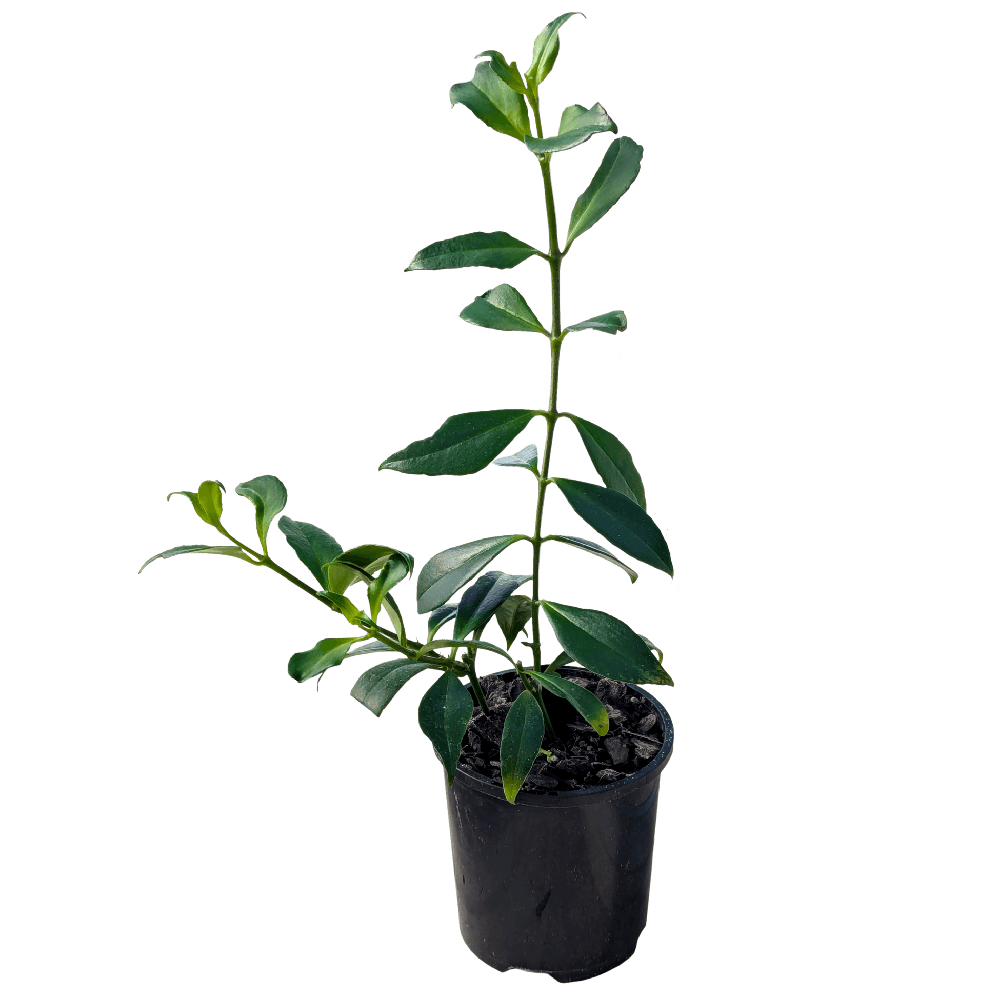 Aeschynanthus Splendidus mini