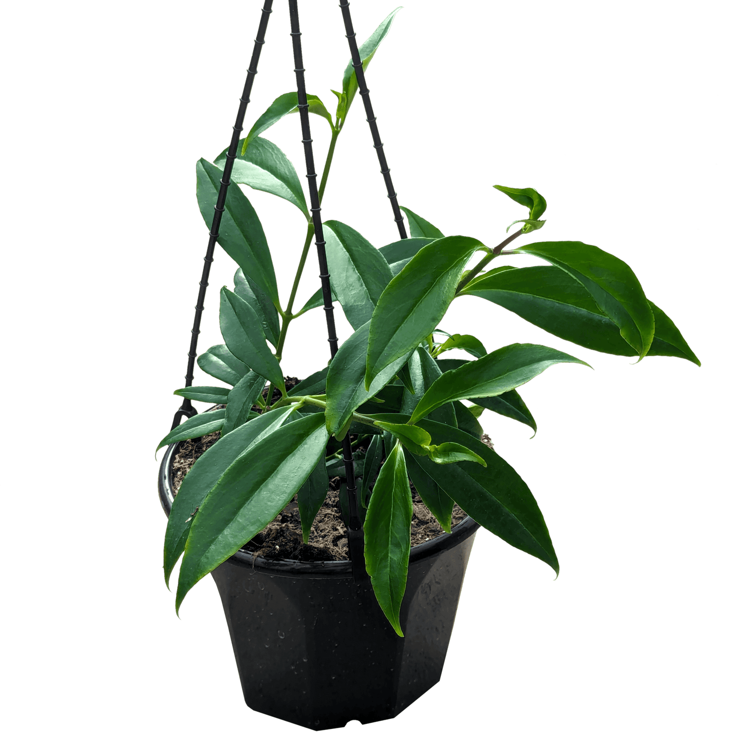 Aeschynanthus splendidus
