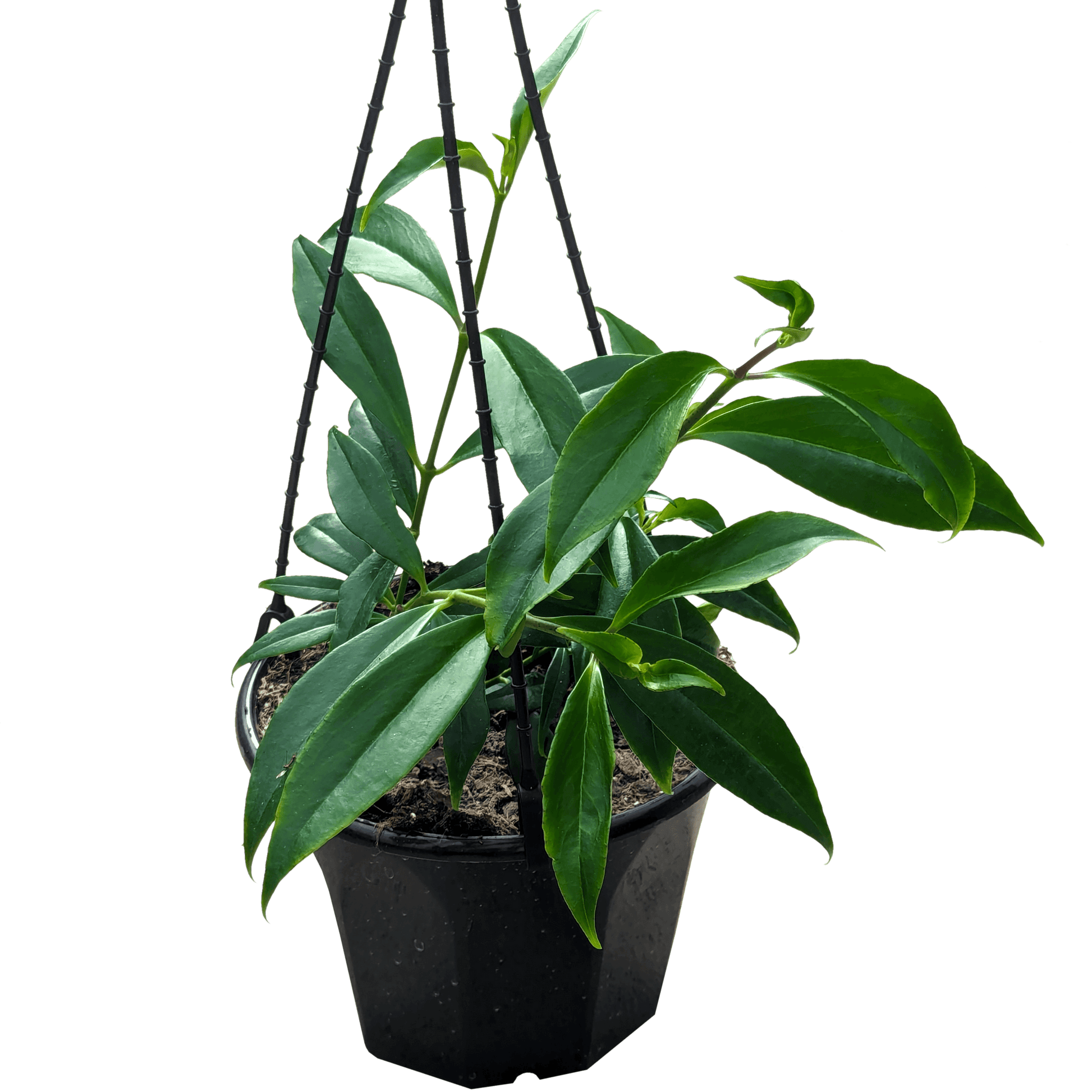 Aeschynanthus splendidus