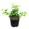 Aeschynanthus Tricolour - Lipstick Plant