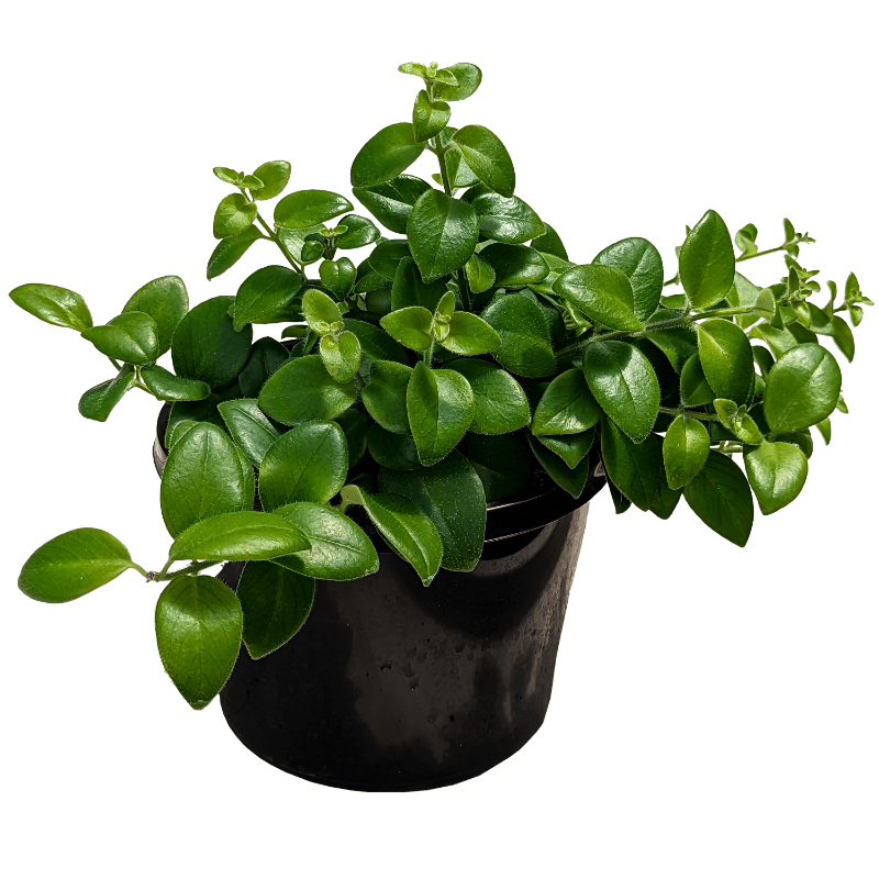Aeschynanthus Tricolour - Lipstick Plant 180mm