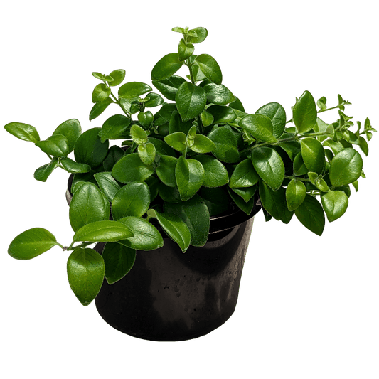 Aeschynanthus Tricolour - Lipstick Plant 180mm