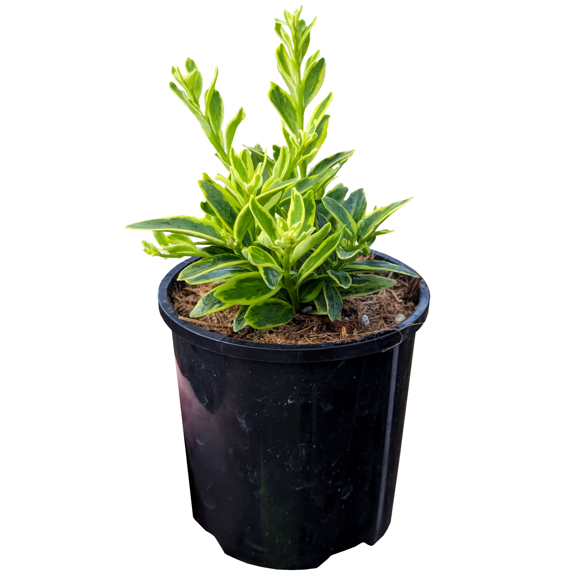 Aeschynanthus Variegated. Green succulent oblong leaves with yellow edges in pot.