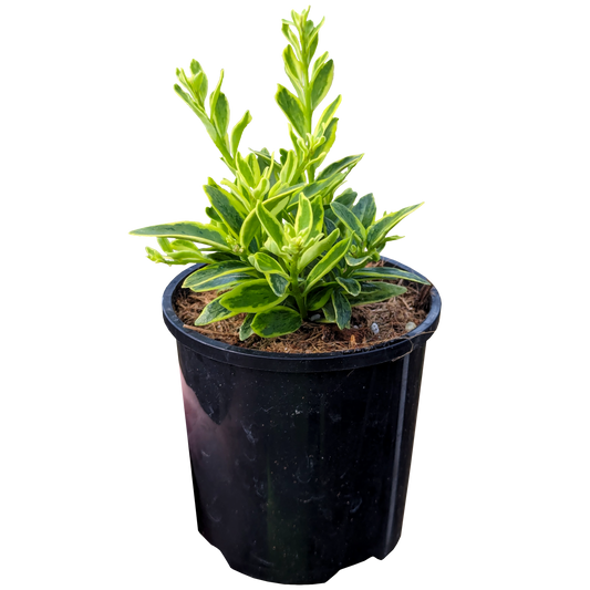 Aeschynanthus Variegated. Green succulent oblong leaves with yellow edges in pot.