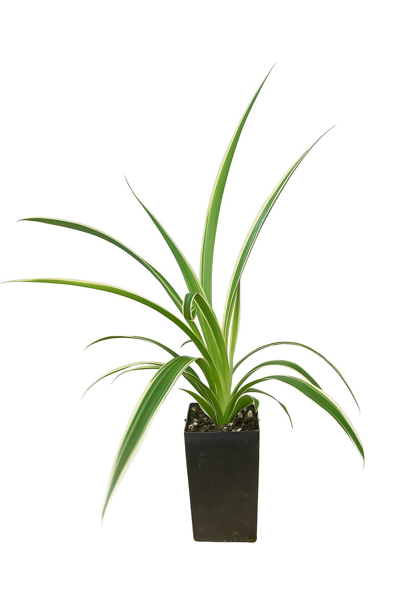 Chlorophytum comosum Zebrina - 6 Plant Bundle (FREE SHIPPING!)