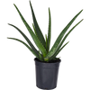Aloe barbadensis miller - Aloe vera 175mm