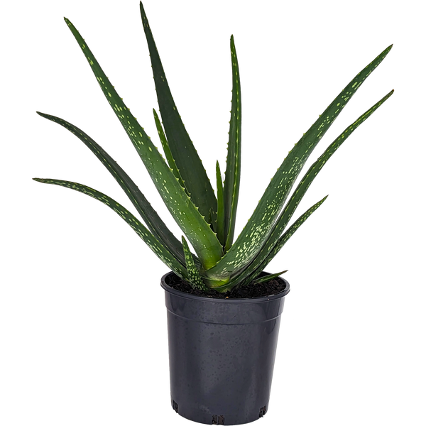 Buy Online Plants Australia Online Plant Shop Our Plant Shop